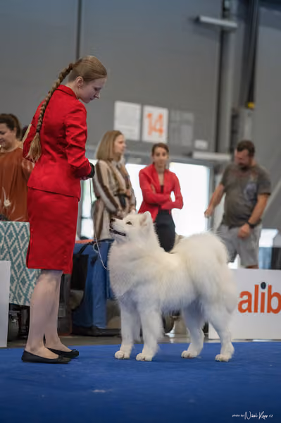 INTERCANIS Brno – Samojed