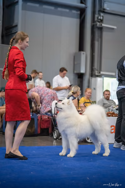 INTERCANIS Brno – Samojed