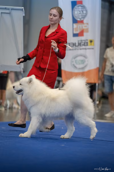 INTERCANIS Brno – Samojed