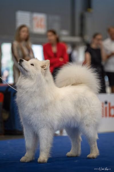 INTERCANIS Brno – Samojed