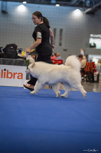 INTERCANIS Brno – Samojed