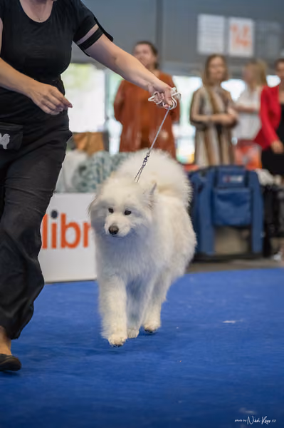 INTERCANIS Brno – Samojed