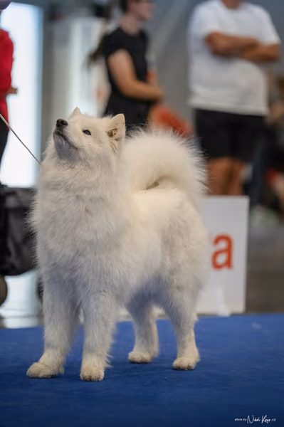 INTERCANIS Brno – Samojed