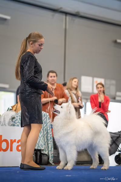 INTERCANIS Brno – Samojed
