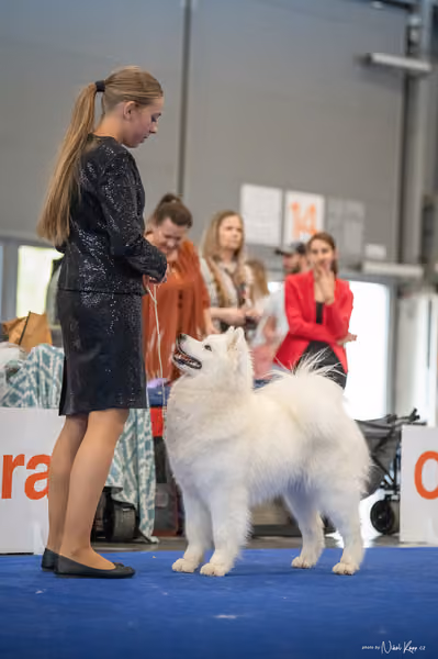 INTERCANIS Brno – Samojed