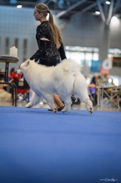INTERCANIS Brno – Samojed