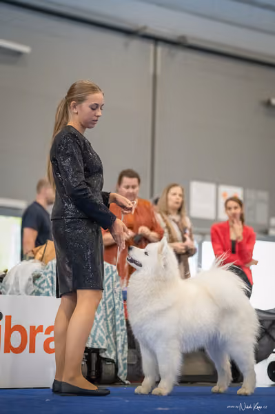 INTERCANIS Brno – Samojed