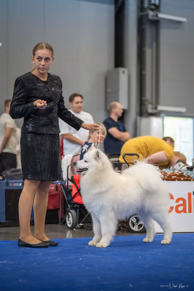 INTERCANIS Brno – Samojed