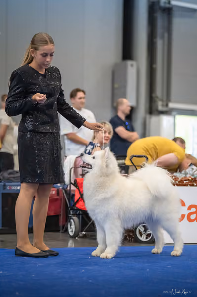 INTERCANIS Brno – Samojed