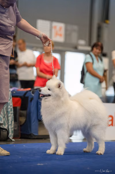 INTERCANIS Brno – Samojed