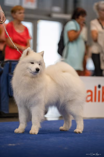INTERCANIS Brno – Samojed