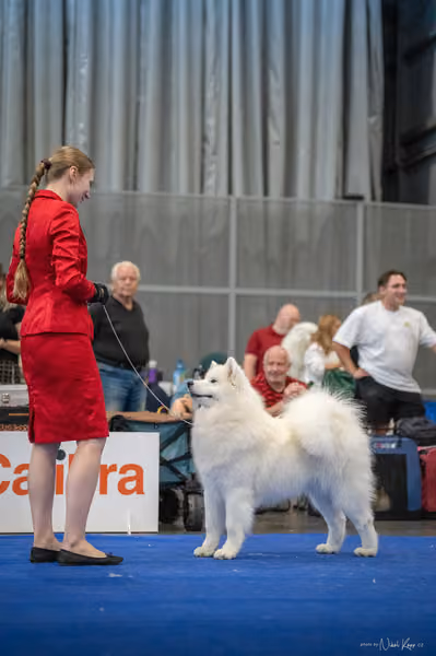 INTERCANIS Brno – Samojed