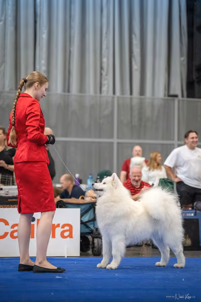 INTERCANIS Brno – Samojed