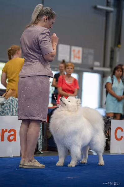 INTERCANIS Brno – Samojed