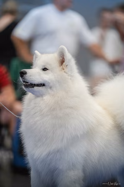 INTERCANIS Brno – Samojed