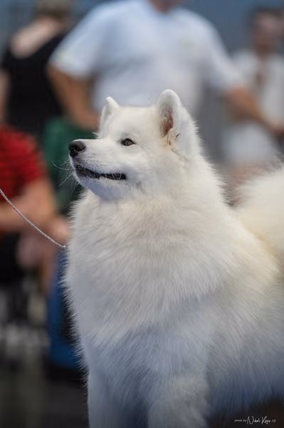 INTERCANIS Brno – Samojed