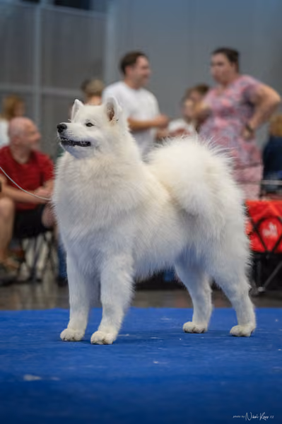 INTERCANIS Brno – Samojed