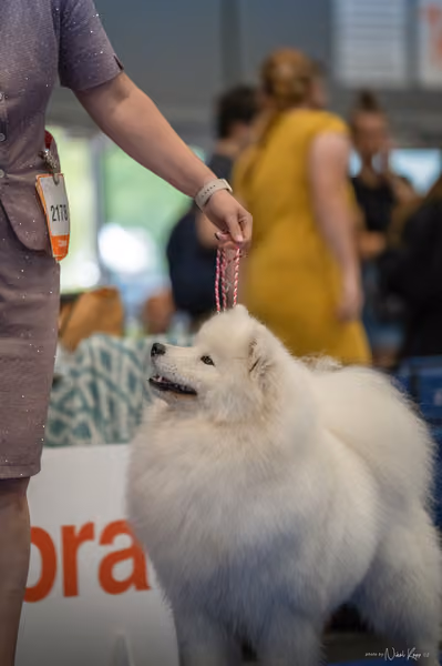 INTERCANIS Brno – Samojed