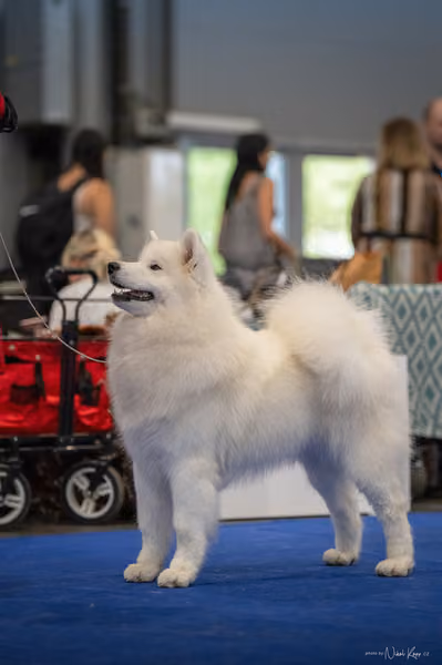 INTERCANIS Brno – Samojed