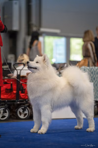 INTERCANIS Brno – Samojed