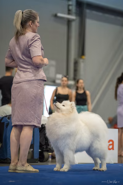 INTERCANIS Brno – Samojed