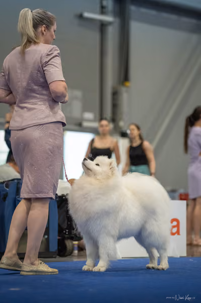 INTERCANIS Brno – Samojed