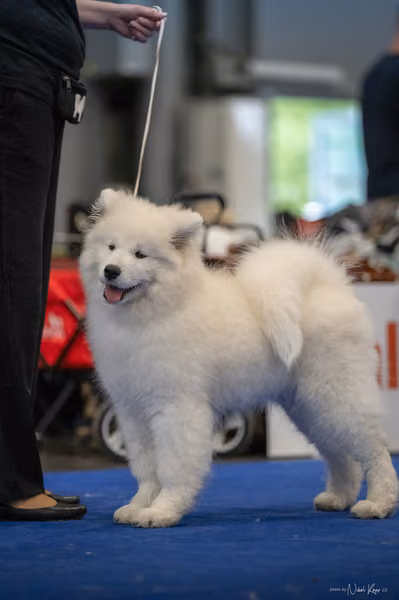 INTERCANIS Brno – Samojed