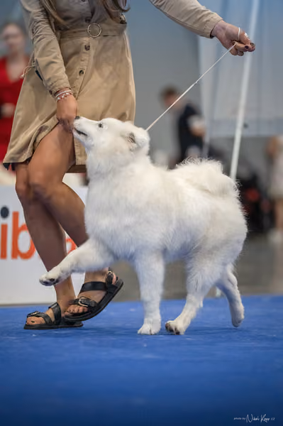 INTERCANIS Brno – Samojed
