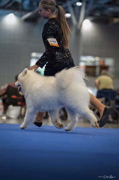 INTERCANIS Brno – Samojed