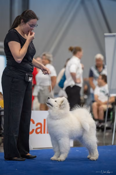 INTERCANIS Brno – Samojed