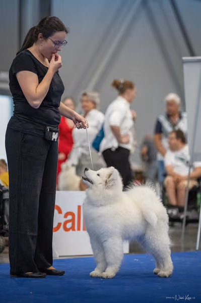 INTERCANIS Brno – Samojed