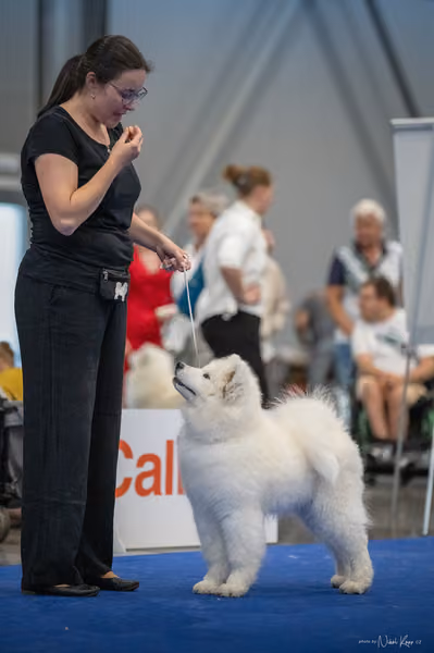 INTERCANIS Brno – Samojed