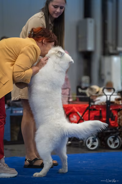 INTERCANIS Brno – Samojed