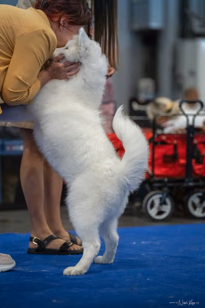 INTERCANIS Brno – Samojed