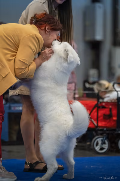 INTERCANIS Brno – Samojed