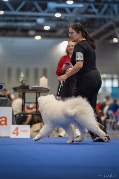 INTERCANIS Brno – Samojed
