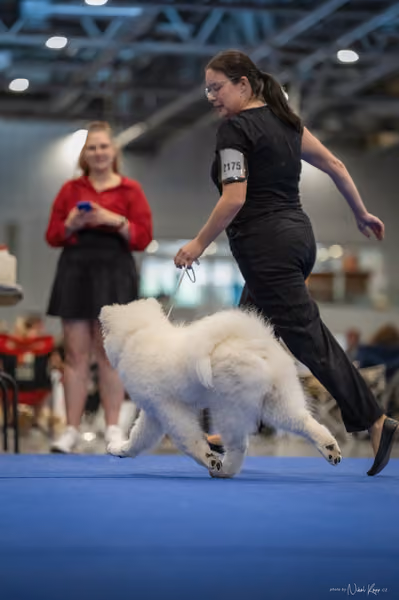 INTERCANIS Brno – Samojed