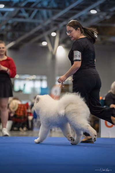 INTERCANIS Brno – Samojed