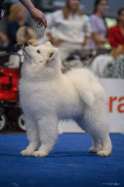 INTERCANIS Brno – Samojed