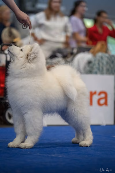 INTERCANIS Brno – Samojed