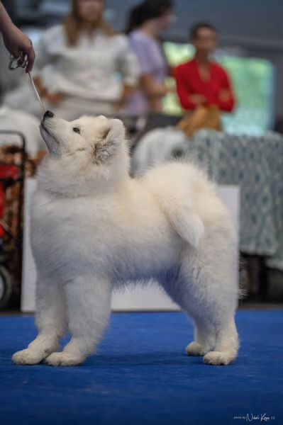 INTERCANIS Brno – Samojed