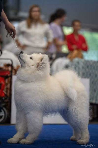 INTERCANIS Brno – Samojed
