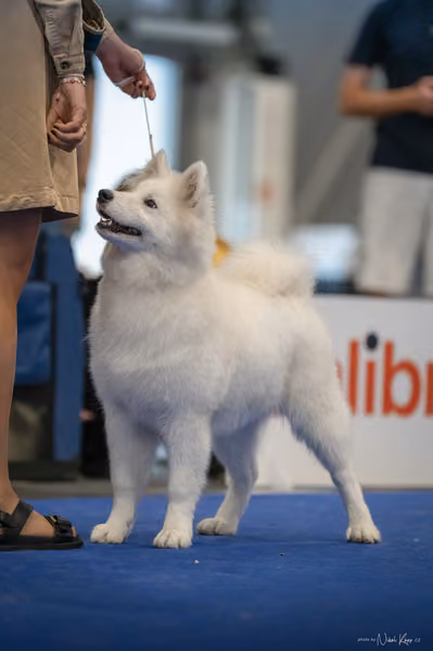 INTERCANIS Brno – Samojed