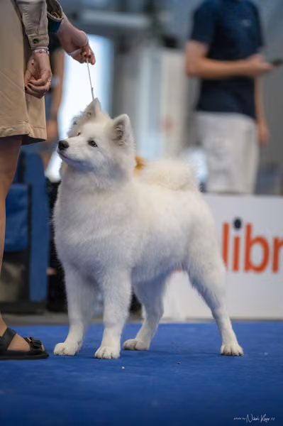 INTERCANIS Brno – Samojed