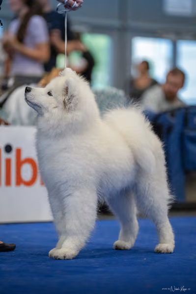 INTERCANIS Brno – Samojed
