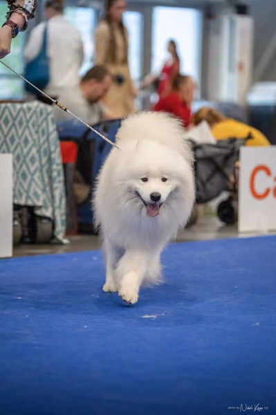 INTERCANIS Brno – Samojed
