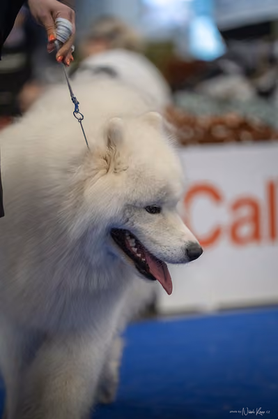 INTERCANIS Brno – Samojed