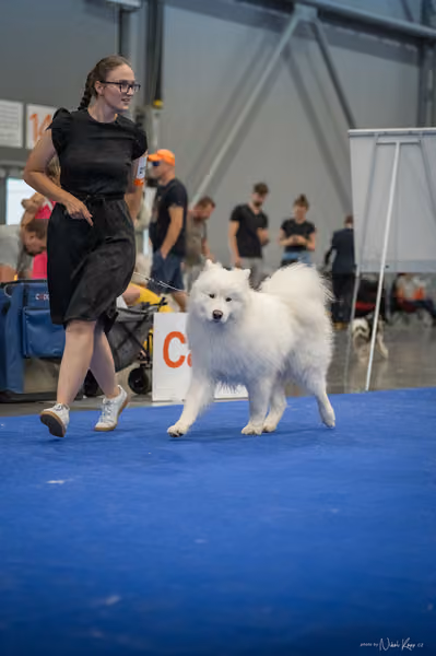 INTERCANIS Brno – Samojed