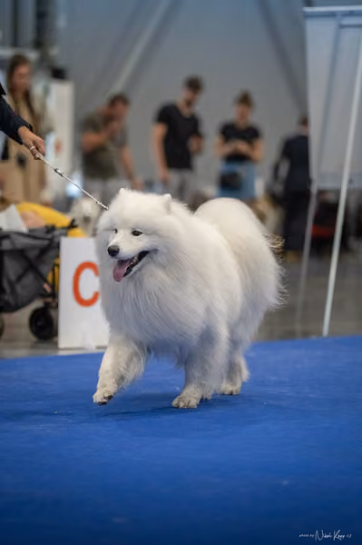 INTERCANIS Brno – Samojed