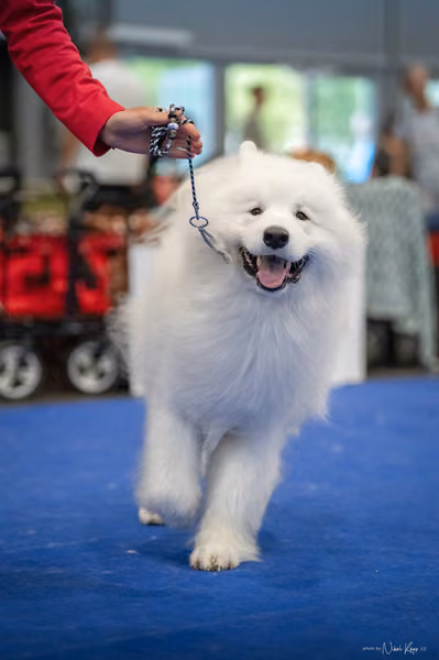 INTERCANIS Brno – Samojed